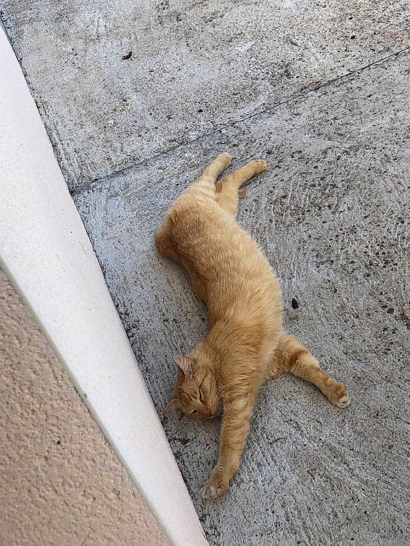 Nougat a rejoint le concours — aidez-le/la à gagner de superbes lots ! cat, ginger_cat, feline, pet, animal, relaxed, laying_down, concrete, floor, wall, outdoor, sleeping, resting, fur, whiskers, paws, ears, side_view, quiet, calm