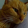cat, ginger_cat, close_up, whiskers, fur, resting, head, face, eyes, nose, soft_surface, pet, animal, indoor, calm, contemplative, portrait, mammal, feline, domestic_cat