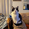 cat, black_and_white, indoor, couch, furniture, denim_jacket, blanket, mirror, curious, pet, cozy, living_room, seated, wide_eyes, fur, domestic_cat, home, resting, animal, alert