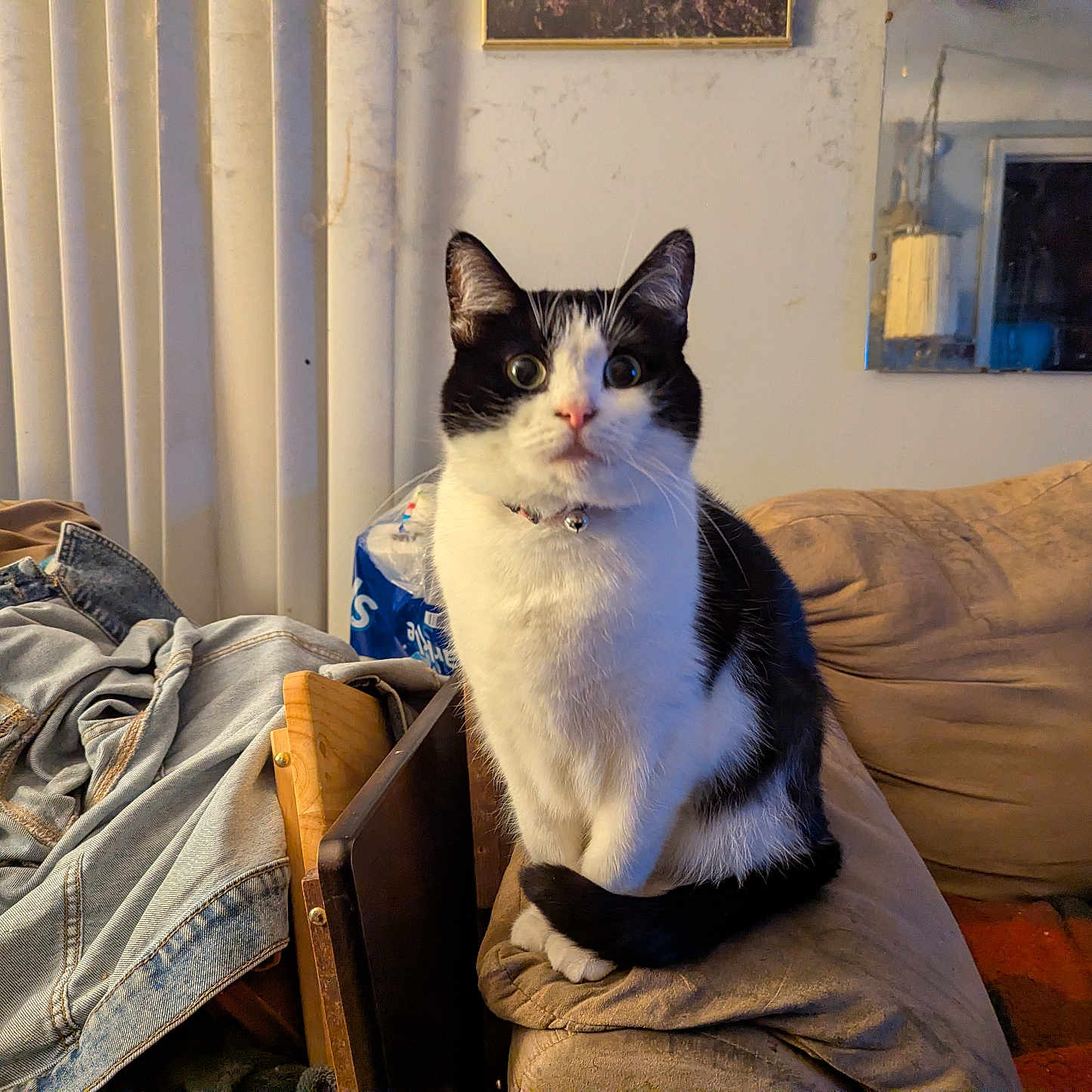 Willow