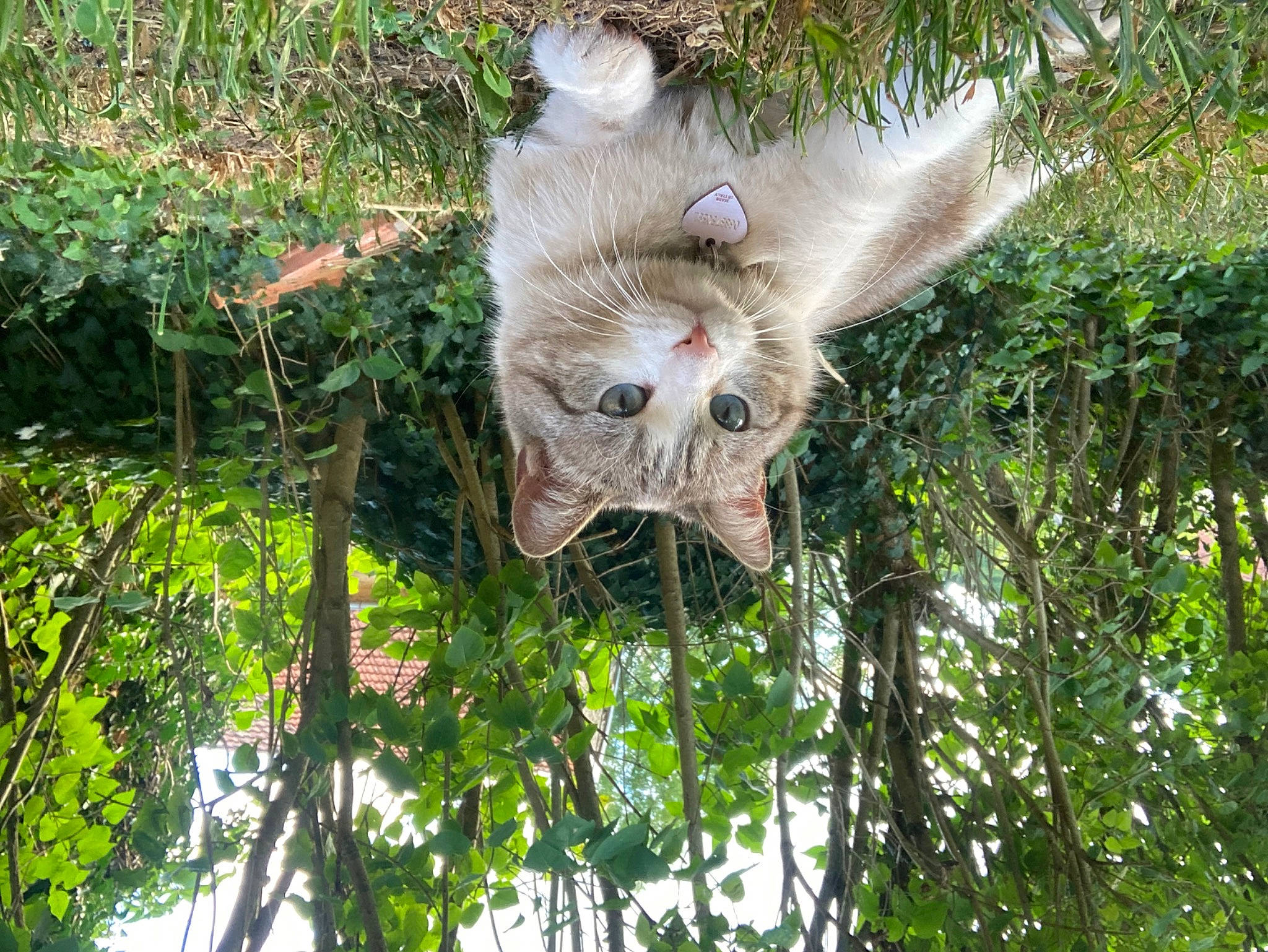 Joya a rejoint le concours — aidez-le/la à gagner de superbes lots ! bird_of_prey, branch, fawn, forest, fur, grass, jungle, leaf, natural_environment, plant, snout, terrestrial_animal, terrestrial_plant, tree, trunk, twig, wildlife, wing, wood, working_animal