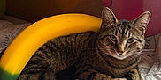 Willow is registered to the contest to win money with this photo: animal, banana, bed, bedding, blanket, cat, close_up, cozy, curtain, fur, indoor, looking_at_camera, paws, pet, resting, script_writing, striped_fur, tabby_cat, toy, whiskers