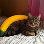 animal, banana, bed, bedding, blanket, cat, close_up, cozy, curtain, fur, indoor, looking_at_camera, paws, pet, resting, script_writing, striped_fur, tabby_cat, toy, whiskers