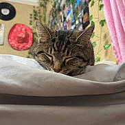 Willow is registered to the contest to win money with this photo: bed, blanket, cat, close_up, cozy, ears, hat, indoor, pet, photo_collage, pink_curtain, portrait, resting, sleeping, soft_fabric, tabby_cat, vine, vinyl_record, wall, whiskers
