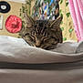 bed, blanket, cat, close_up, cozy, ears, hat, indoor, pet, photo_collage, pink_curtain, portrait, resting, sleeping, soft_fabric, tabby_cat, vine, vinyl_record, wall, whiskers