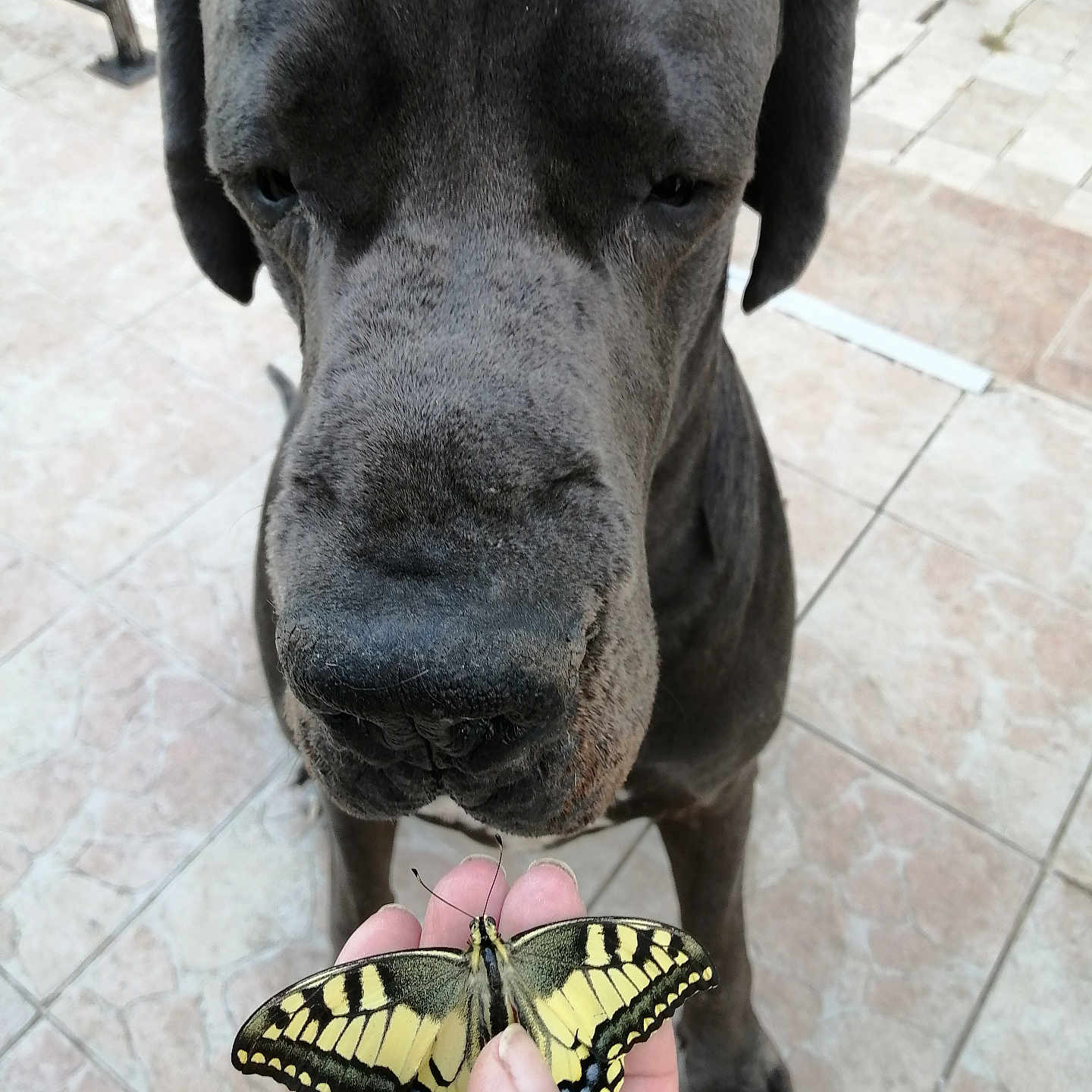 Newton a rejoint le concours — aidez-le/la à gagner de superbes lots ! animal, baby, bodypart, butterfly, canine, dog, face, finger, flagstone, greatdane, hand, head, insect, invertebrate, path, person, pet, photography, portrait, puppy