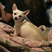 Dixie joined the competition — help win amazing prizes! dog, white_dog, small_dog, blanket, pink_blanket, person, long_hair, black_shirt, indoor, coca_cola_can, furniture, table, curious, pet, companion, relaxed, seated, home, cozy, animal
