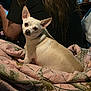 dog, white_dog, small_dog, blanket, pink_blanket, person, long_hair, black_shirt, indoor, coca_cola_can, furniture, table, curious, pet, companion, relaxed, seated, home, cozy, animal