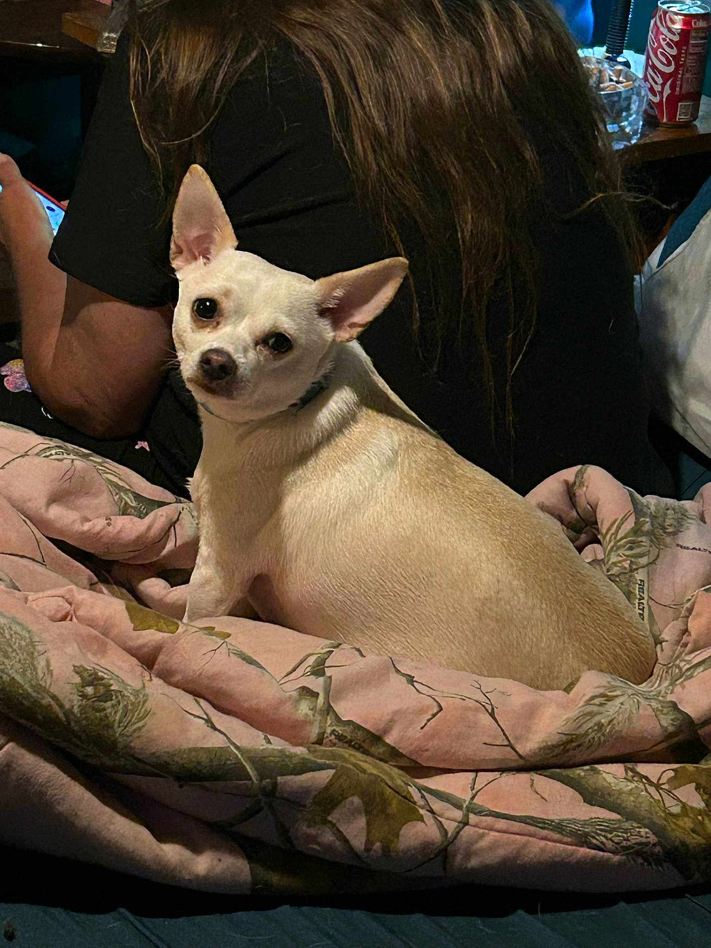 Dixie