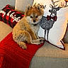 puppy, dog, small_dog, fluffy, brown_and_white, sitting, portrait, couch, blanket, red_blanket, pillows, plaid, holiday, christmas, deer_illustration, bow_tie, indoor, cozy, pet, cute