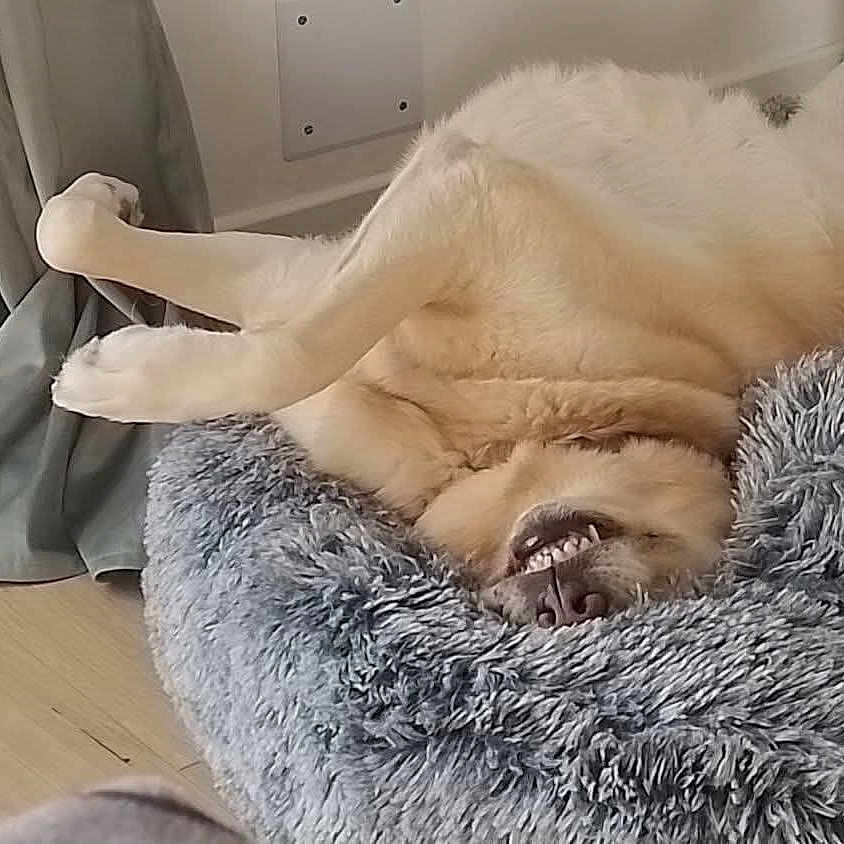 Fosca participe au concours pour gagner de l'argent avec cette photo : bedroom, beige_coat, cozy, curtain, cute, dog, dog_bed, fluffy, funny_pose, fur, hardwood_floor, indoor, nose, paw, pet, relaxed, resting, sleeping_dog, toothy_grin, upside_down