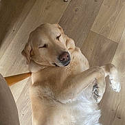 Fosca participe au concours pour gagner de l'argent avec cette photo : dog, labrador, golden_retriever, pet, sleeping, relaxed, wooden_floor, paw, nose, ears, fur, indoor, closeup, portrait, curling_paws, chair_leg, home, cozy, smile, animal