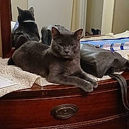 Dusty joined the competition — help win amazing prizes! cat, gray_cat, mirror, dresser, wooden_furniture, bag, lace_cloth, reflection, indoor, pet, feline, relaxed, tabletop, furniture, domestic, home, animal, resting, looking, cozy