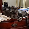 animal, bag, cat, cozy, domestic, dresser, feline, furniture, gray_cat, home, indoor, lace_cloth, looking, mirror, pet, reflection, relaxed, resting, tabletop, wooden_furniture