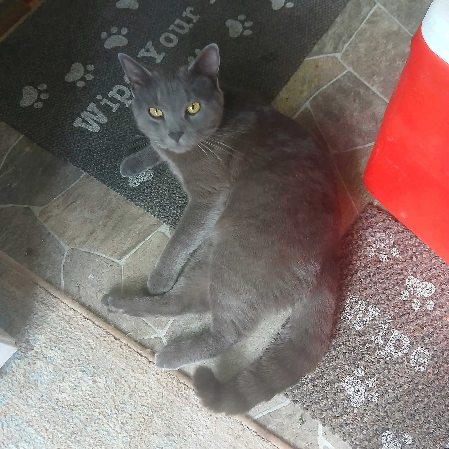 Dusty is registered to the contest to win money with this photo: cat, gray_cat, animal, pet, floor, mat, paw_prints, text, yellow_eyes, cooler, tile_floor, indoor, relaxed, lying_down, looking_up, fur, whiskers, ears, tail, home