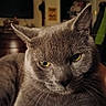 Dusty is registered to the contest to win money with this photo: cat, grey_cat, indoor, close_up, portrait, yellow_eyes, feline, pet, whiskers, fur, animal, domestic_cat, relaxed, looking, face, ears, expression, home, furniture, television