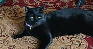 Shadow is registered to the contest to win money with this photo: black_cat, cat, pet, animal, indoor, carpet, patterned_rug, furniture_leg, green_object, container, collar, relaxed, lying_down, eyes, domestic_animal, floor, wooden_chair, home_interior, close_up, resting