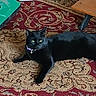 black_cat, cat, pet, animal, indoor, carpet, patterned_rug, furniture_leg, green_object, container, collar, relaxed, lying_down, eyes, domestic_animal, floor, wooden_chair, home_interior, close_up, resting