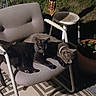 Shadow is registered to the contest to win money with this photo: cat, black_cat, gray_cat, chair, outdoor, garden, plant_pot, tiki_torch, patterned_rug, night, pet, animal, feline, collar, relaxing, furniture, grass, shadow, calm, companion