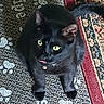 Shadow joined the competition — help win amazing prizes! black_cat, cat, green_eyes, tongue_out, pet, indoor, carpet, patterned_rug, collar, bell, cute, animal, feline, playful, resting, domestic_cat, whiskers, ears, tail, floor