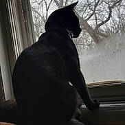 Shadow joined the competition — help win amazing prizes! black_cat, cat, window, windowsill, indoor, pet, animal, silhouette, tree_branches, winter, nature, quiet, contemplative, feline, domestic_animal, looking_outside, daylight, still_life, shadow, home