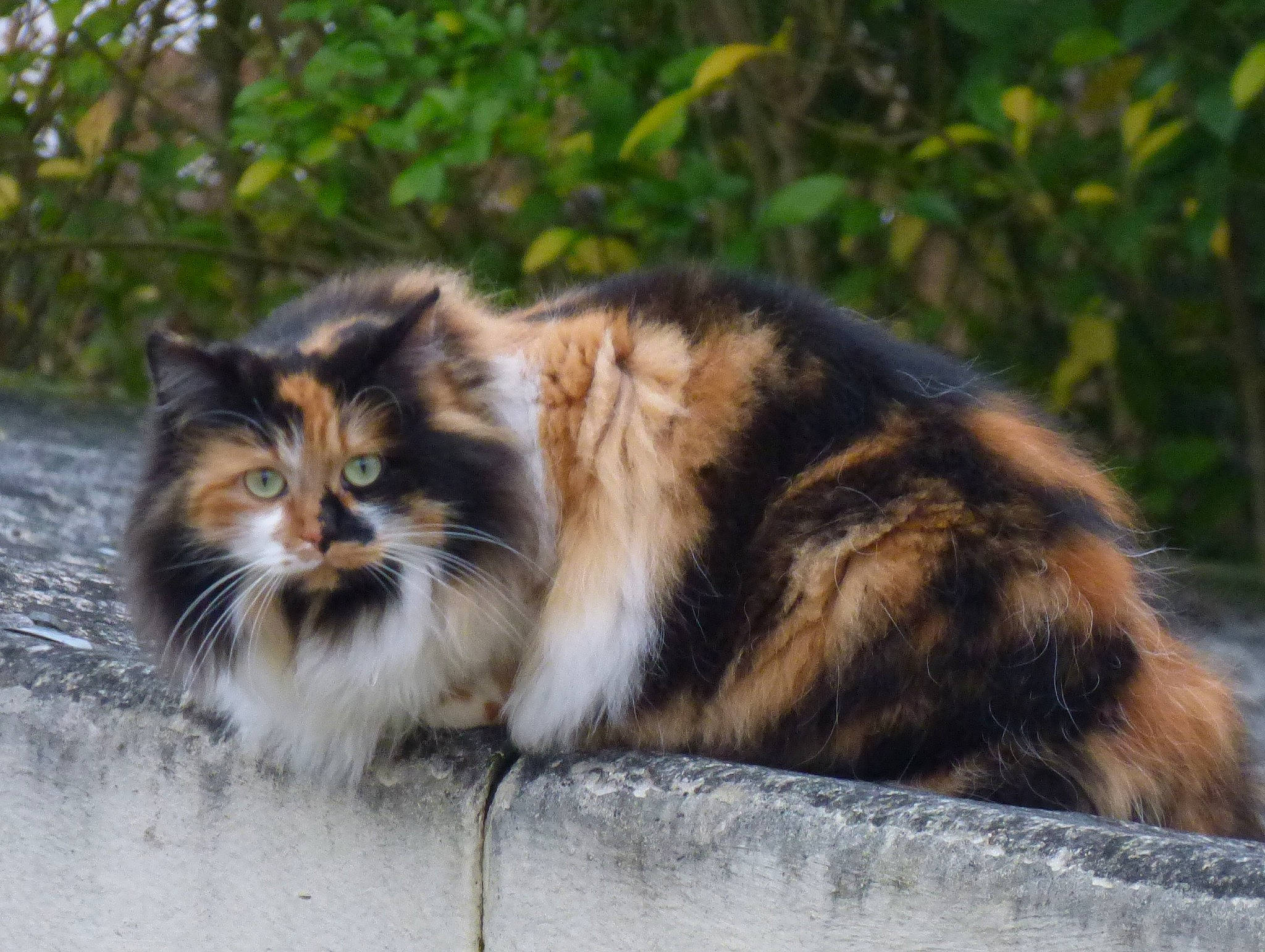 Raven a rejoint le concours — aidez-le/la à gagner de superbes lots ! carnivore, cat, domestic_short_haired_cat, eye, fawn, felidae, fur, grass, maine_coon, plant, small_to_medium_sized_cats, snout, tail, terrestrial_animal, tree, whiskers, wildlife, window