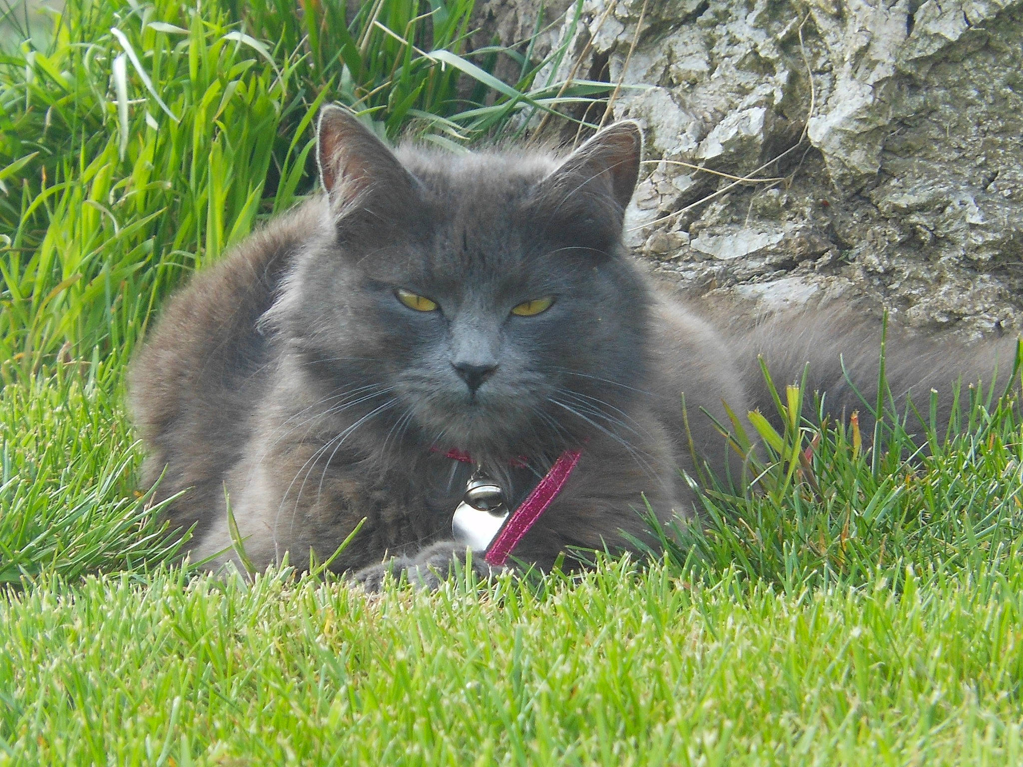 Chanel a rejoint le concours — aidez-le/la à gagner de superbes lots ! asian_semi_longhair, british_semi_longhair, carnivore, cat, chartreux, domestic_long_haired_cat, domestic_short_haired_cat, felidae, grass, lawn, mammal, nebelung, norwegian_forest_cat, persian, plant, small_to_medium_sized_cats, snout, whiskers, wild_cat, wildlife