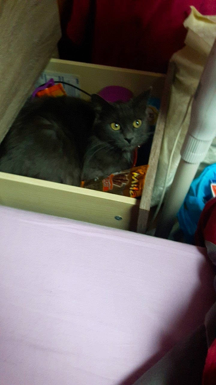 Chanel a rejoint le concours — aidez-le/la à gagner de superbes lots ! american_shorthair, asian, bed, black_cat, carnivore, cat, chartreux, domestic_short_haired_cat, felidae, furniture, kitten, korat, room, russian_blue, small_to_medium_sized_cats, whiskers