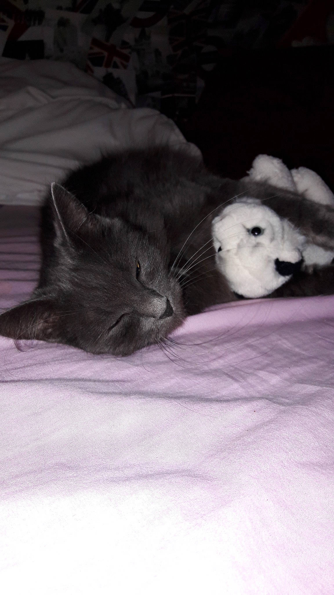 Chanel participe au concours pour gagner de l'argent avec cette photo : bed, black, black_and_white, black_cat, carnivore, cat, domestic_short_haired_cat, felidae, fur, kitten, monochrome_photography, nap, nose, sleep, small_to_medium_sized_cats, snout, whiskers, white