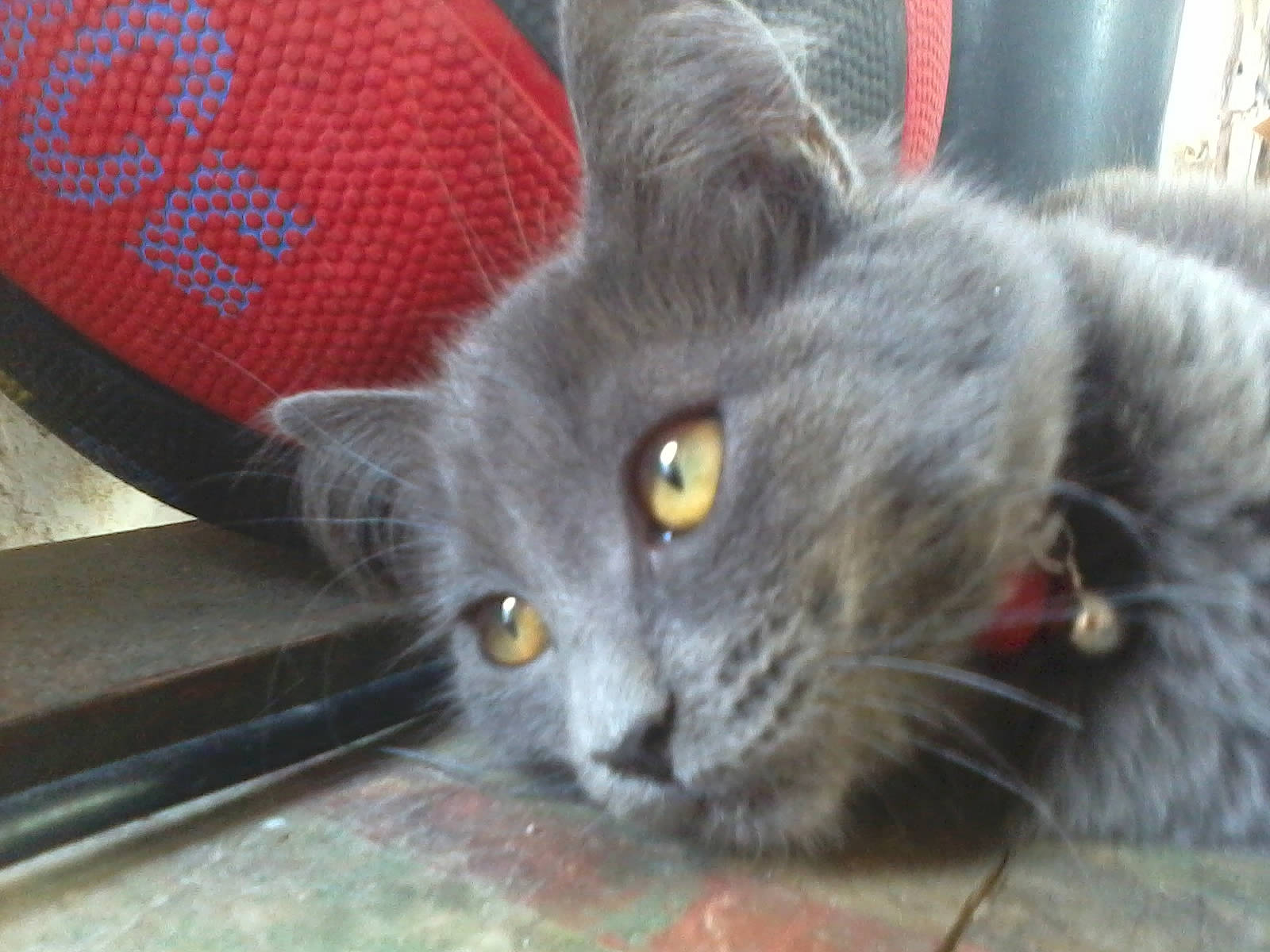 Chanel participe au concours pour gagner de l'argent avec cette photo : british_semi_longhair, british_shorthair, carnivore, cat, chartreux, domestic_long_haired_cat, domestic_short_haired_cat, felidae, kitten, korat, mammal, nebelung, polydactyl_cat, russian_blue, small_to_medium_sized_cats, snout, whiskers