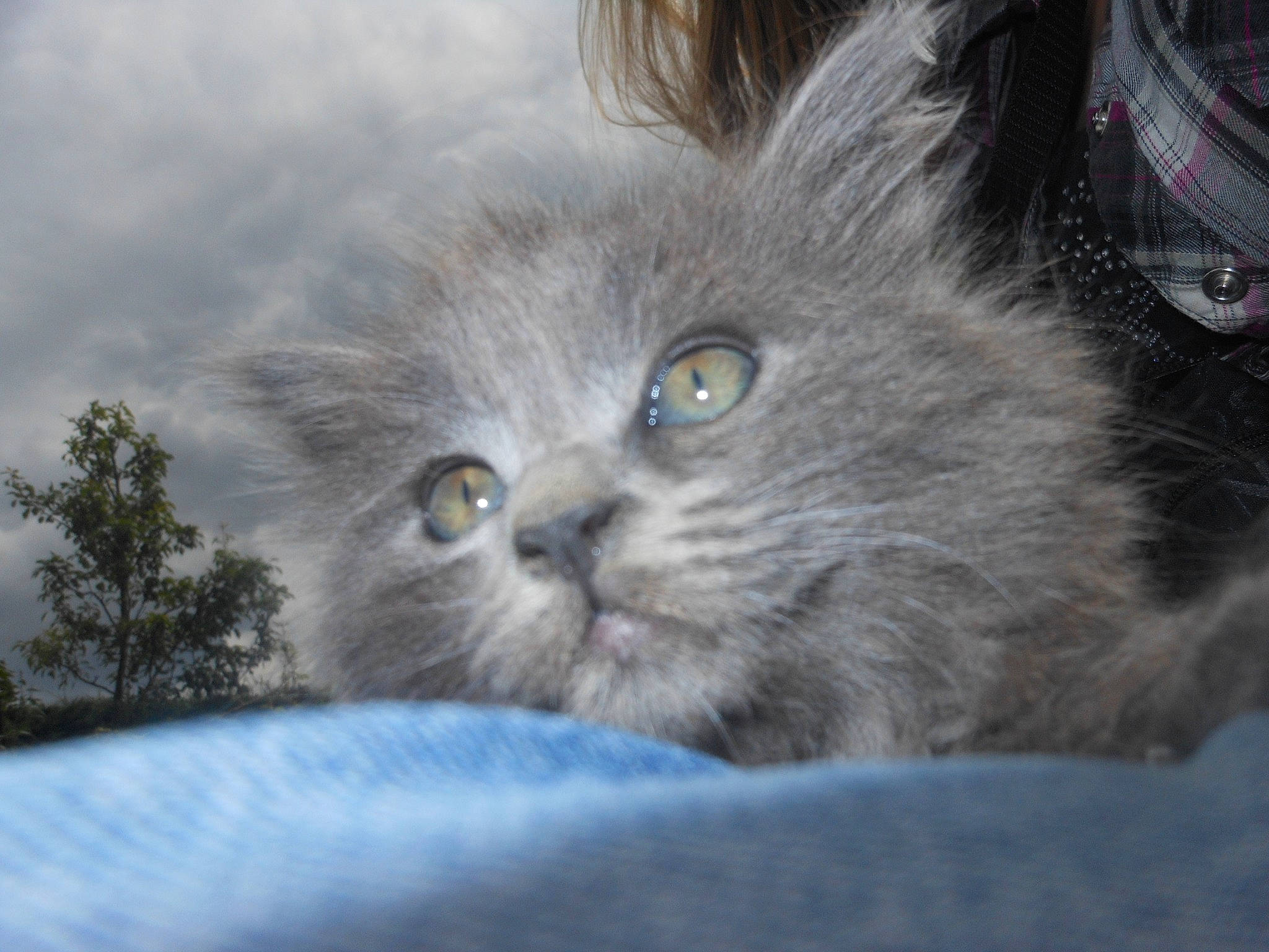 Chanel participe au concours pour gagner de l'argent avec cette photo : asian_semi_longhair, british_longhair, british_semi_longhair, carnivore, cat, domestic_long_haired_cat, eye, felidae, fur, iris, kitten, mammal, nebelung, norwegian_forest_cat, persian, ragamuffin, small_to_medium_sized_cats, snout, vertebrate, whiskers