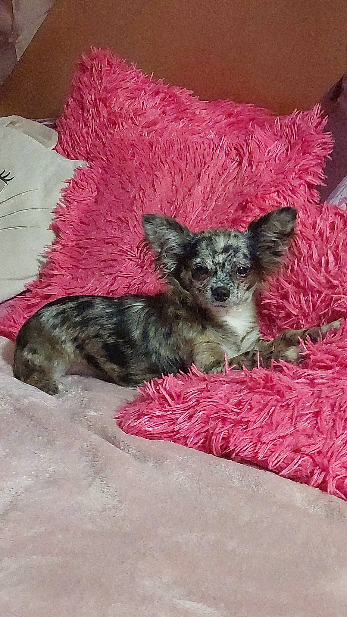 Trixie a rejoint le concours — aidez-le/la à gagner de superbes lots ! canidae, carnivore, comfort, companion_dog, corgi_chihuahua, dog, dog_breed, dog_supply, fawn, fur, magenta, paw, puppy, snout, sporting_group, tail, terrestrial_animal, toy_dog, whiskers, working_animal