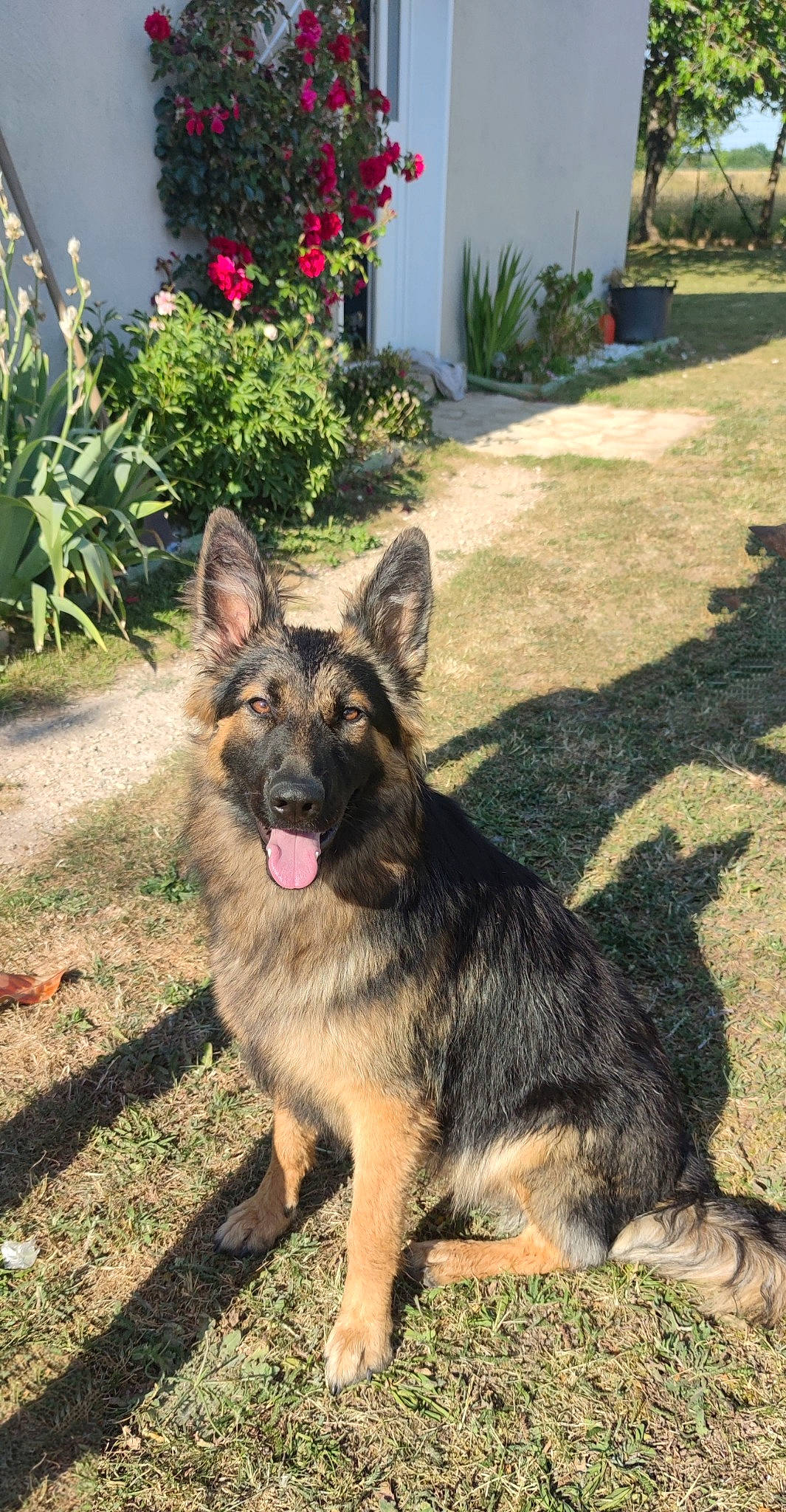 Sansa participe au concours pour gagner de l'argent avec cette photo : annual_plant, canidae, canis, carnivore, dog, dog_breed, door, east_european_shepherd, flower, garden, german_shepherd_dog, grass, herding_dog, king_shepherd, old_german_shepherd_dog, plant, snout, sporting_group, terrestrial_animal, working_dog