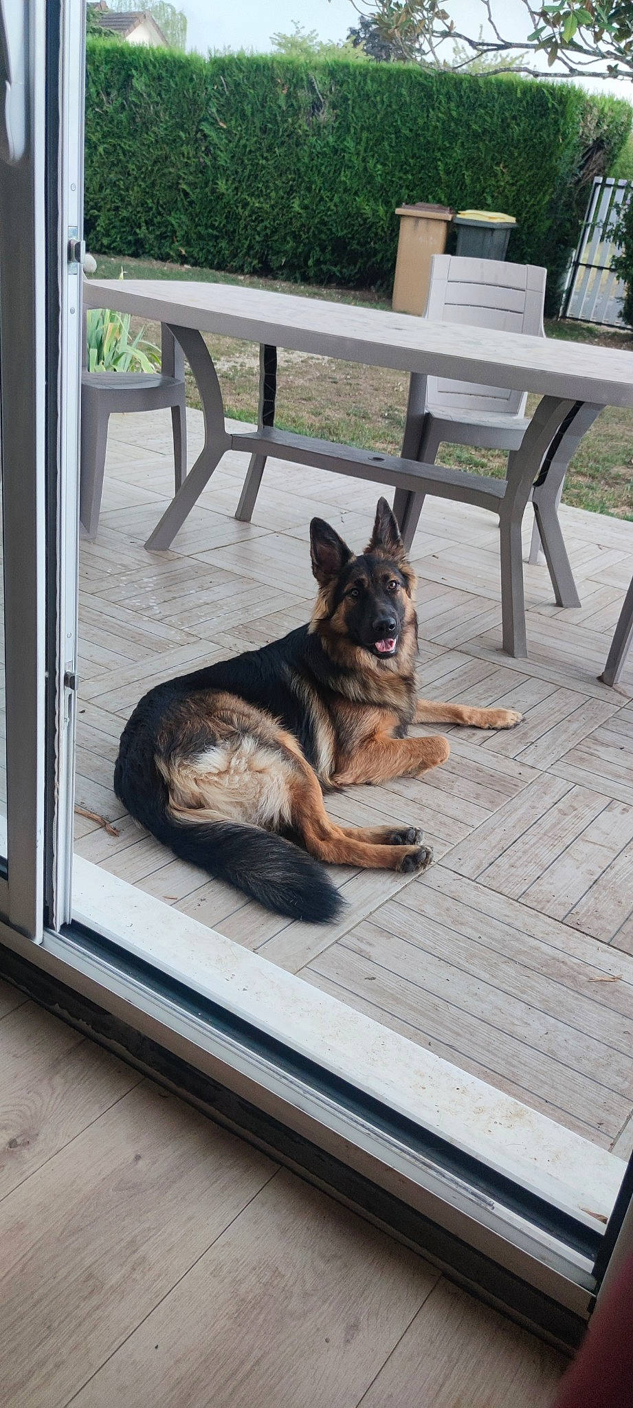 Sansa a rejoint le concours — aidez-le/la à gagner de superbes lots ! canidae, carnivore, companion_dog, dog, dog_breed, east_european_shepherd, flooring, german_shepherd_dog, hardwood, herding_dog, king_shepherd, mammal, old_german_shepherd_dog, outdoor_furniture, plant, snout, tail, vertebrate, window, wood