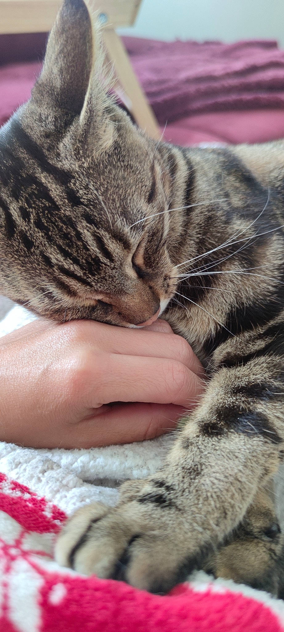 Thor participe au concours pour gagner de l'argent avec cette photo : carnivore, cat, claw, close_up, comfort, domestic_short_haired_cat, ear, eye, fawn, felidae, fur, gesture, hand, mammal, nail, paw, small_to_medium_sized_cats, snout, vertebrate, whiskers