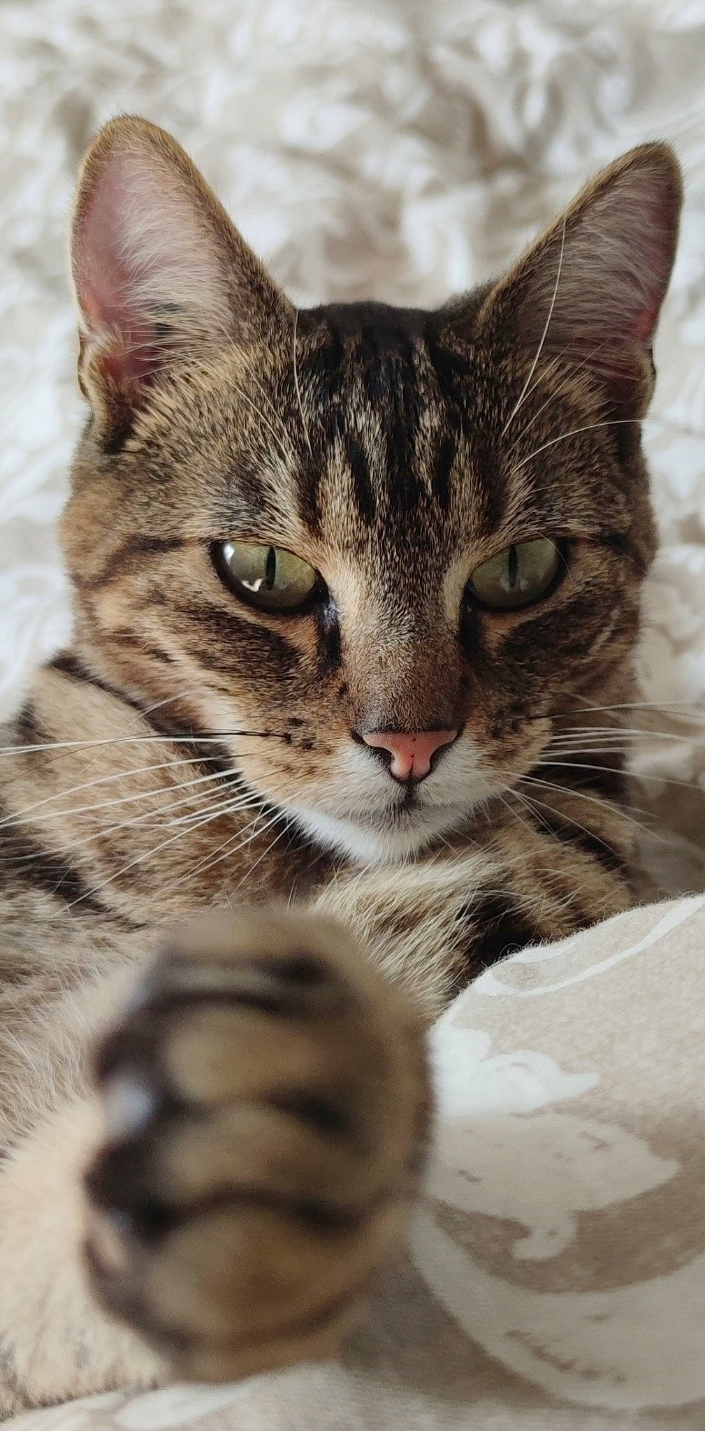 Thor participe au concours pour gagner de l'argent avec cette photo : carnivore, cat, claw, close_up, domestic_short_haired_cat, felidae, fur, paw, small_to_medium_sized_cats, snout, terrestrial_animal, whiskers, wildlife