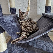 Puma a rejoint le concours — aidez-le/la à gagner de superbes lots ! cat, tabby, cat_tree, hammock, indoor, pet, animal, feline, relaxed, resting, fur, striped, ears, whiskers, floor, rope, wall, home, cozy, looking