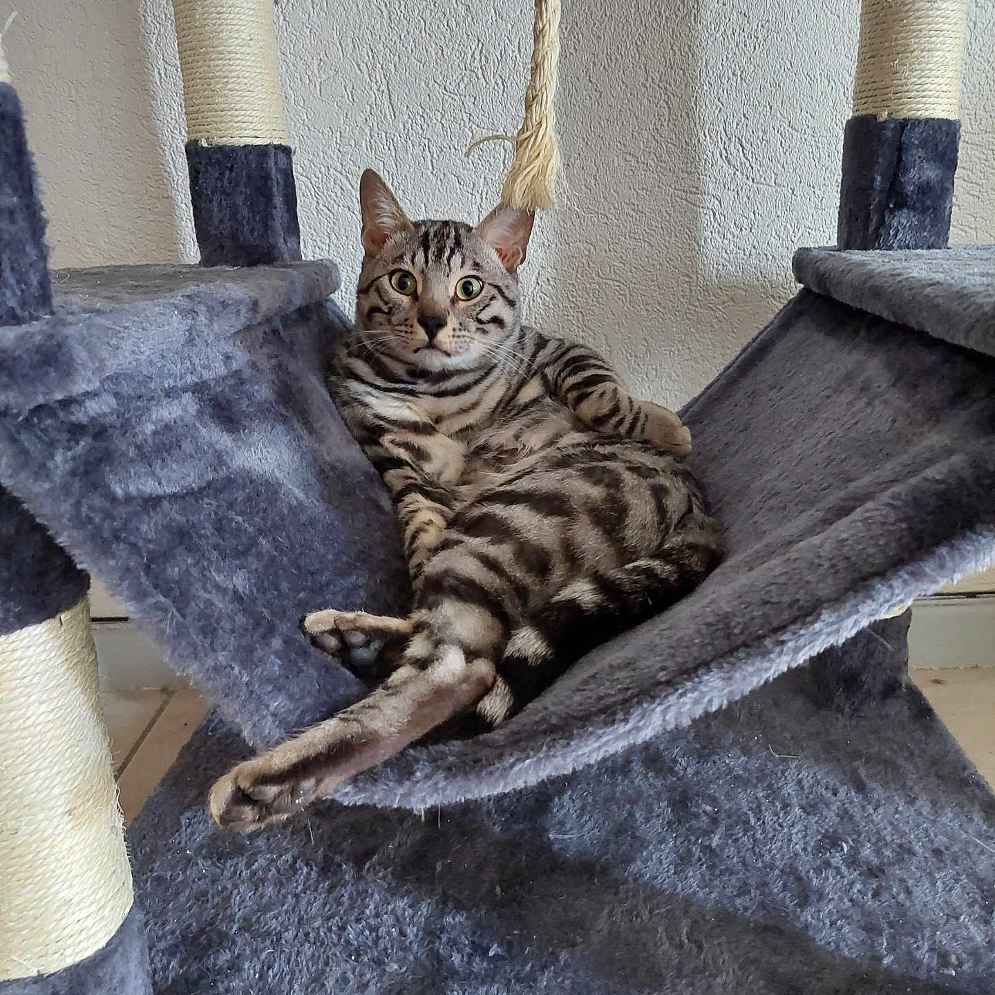 Puma a rejoint le concours — aidez-le/la à gagner de superbes lots ! animal, cat, cat_tree, cozy, ears, feline, floor, fur, hammock, home, indoor, looking, pet, relaxed, resting, rope, striped, tabby, wall, whiskers