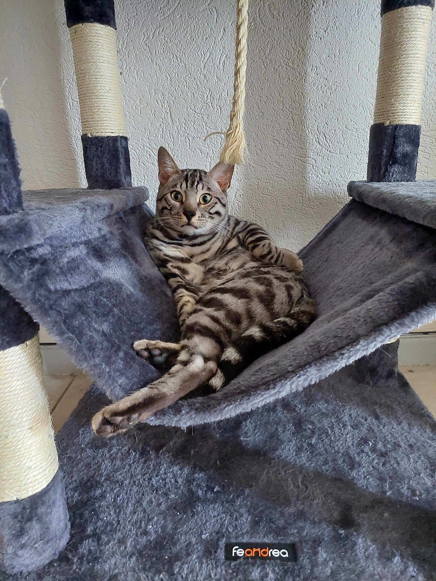 Puma a rejoint le concours — aidez-le/la à gagner de superbes lots ! cat, tabby, cat_tree, hammock, indoor, pet, animal, feline, relaxed, resting, fur, striped, ears, whiskers, floor, rope, wall, home, cozy, looking