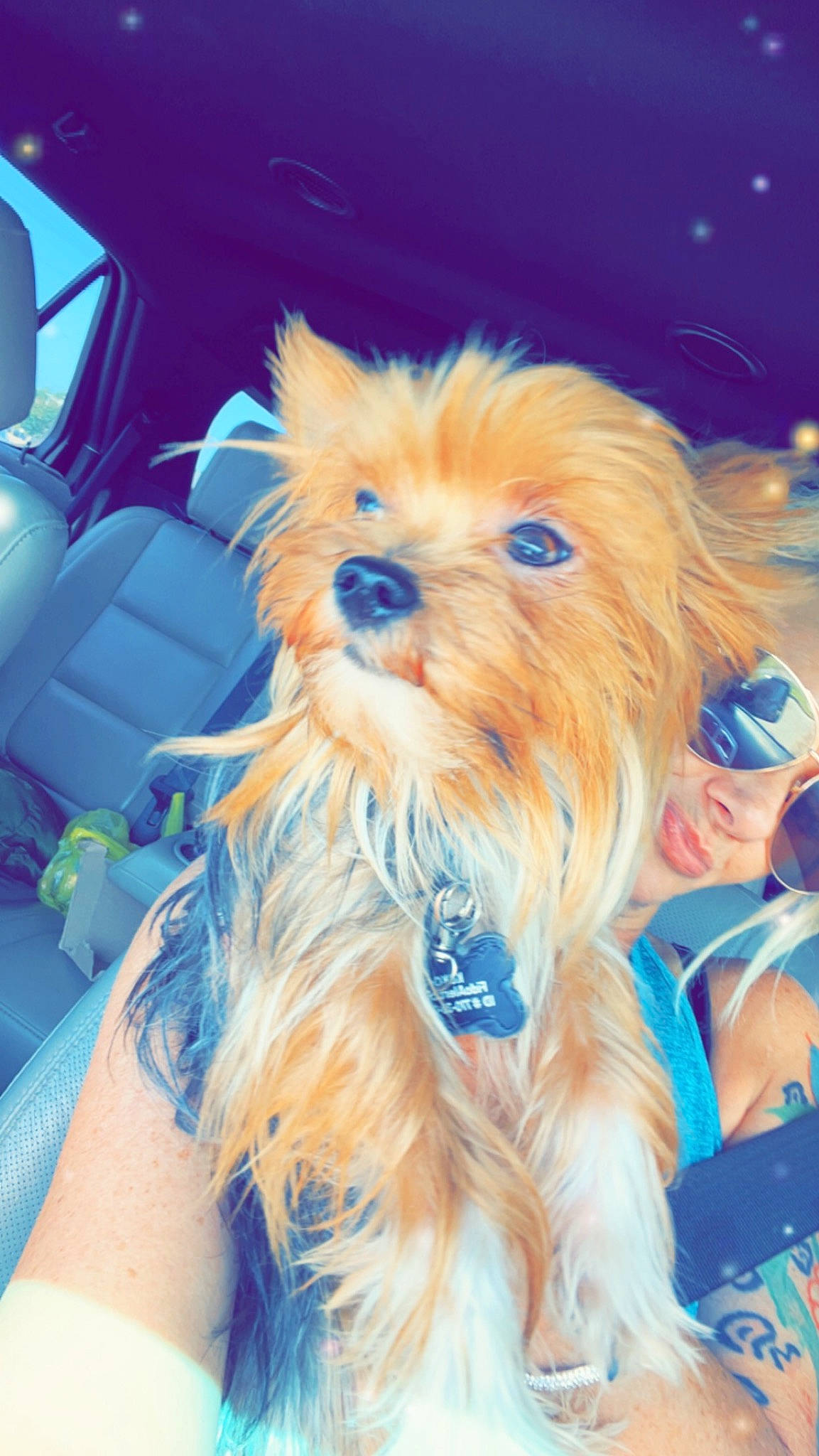 Koko joined the competition — help win amazing prizes! blue, canidae, carnivore, companion_dog, dog, dog_breed, electric_blue, fashion_accessory, fawn, fur, hat, liver, small_terrier, snout, terrier, toy_dog, vehicle_door, whiskers, windshield, working_animal