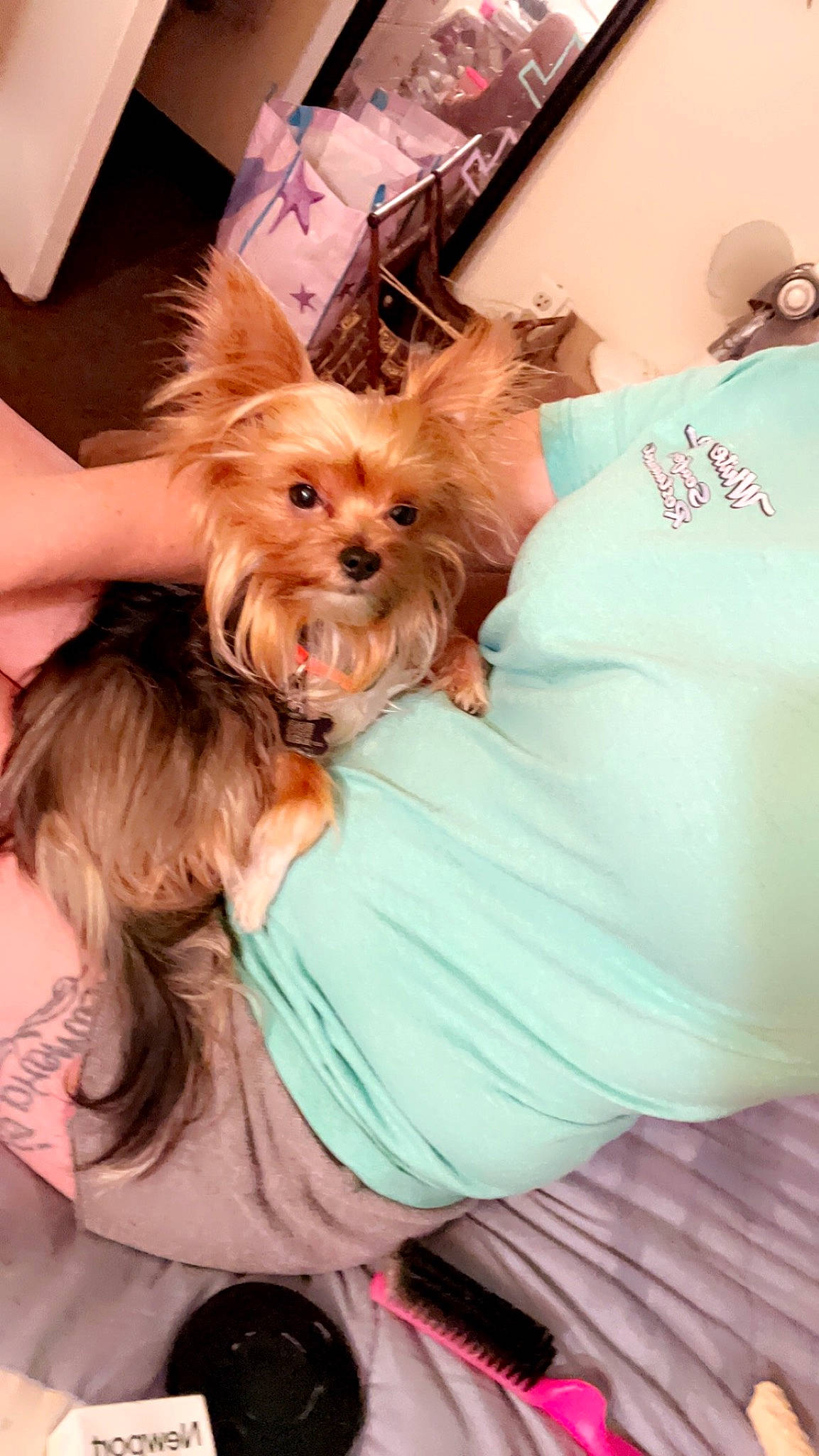 Koko joined the competition — help win amazing prizes! canidae, carnivore, comfort, companion_dog, dog, dog_breed, dog_clothes, dog_supply, ear, fashion_accessory, fawn, fur, happy, small_terrier, snout, soft_drink, sporting_group, sunglasses, toy_dog, working_animal