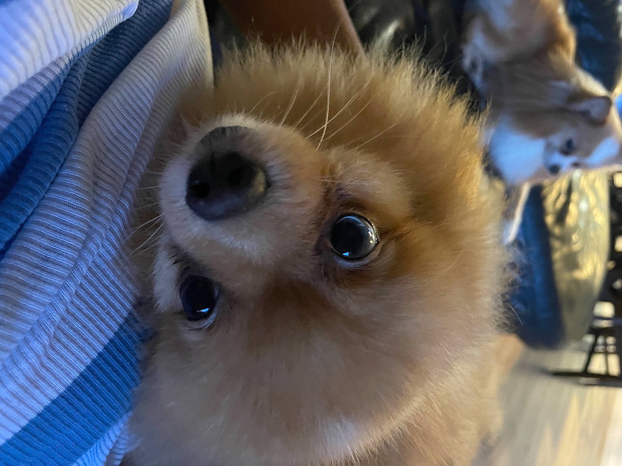 Yuri is registered to the contest to win money with this photo: canidae, carnivore, companion_dog, dog, dog_breed, ear, eyelash, fawn, felidae, fur, german_spitz, german_spitz_klein, german_spitz_mittel, iris, small_to_medium_sized_cats, snout, spitz, sporting_group, toy_dog, whiskers