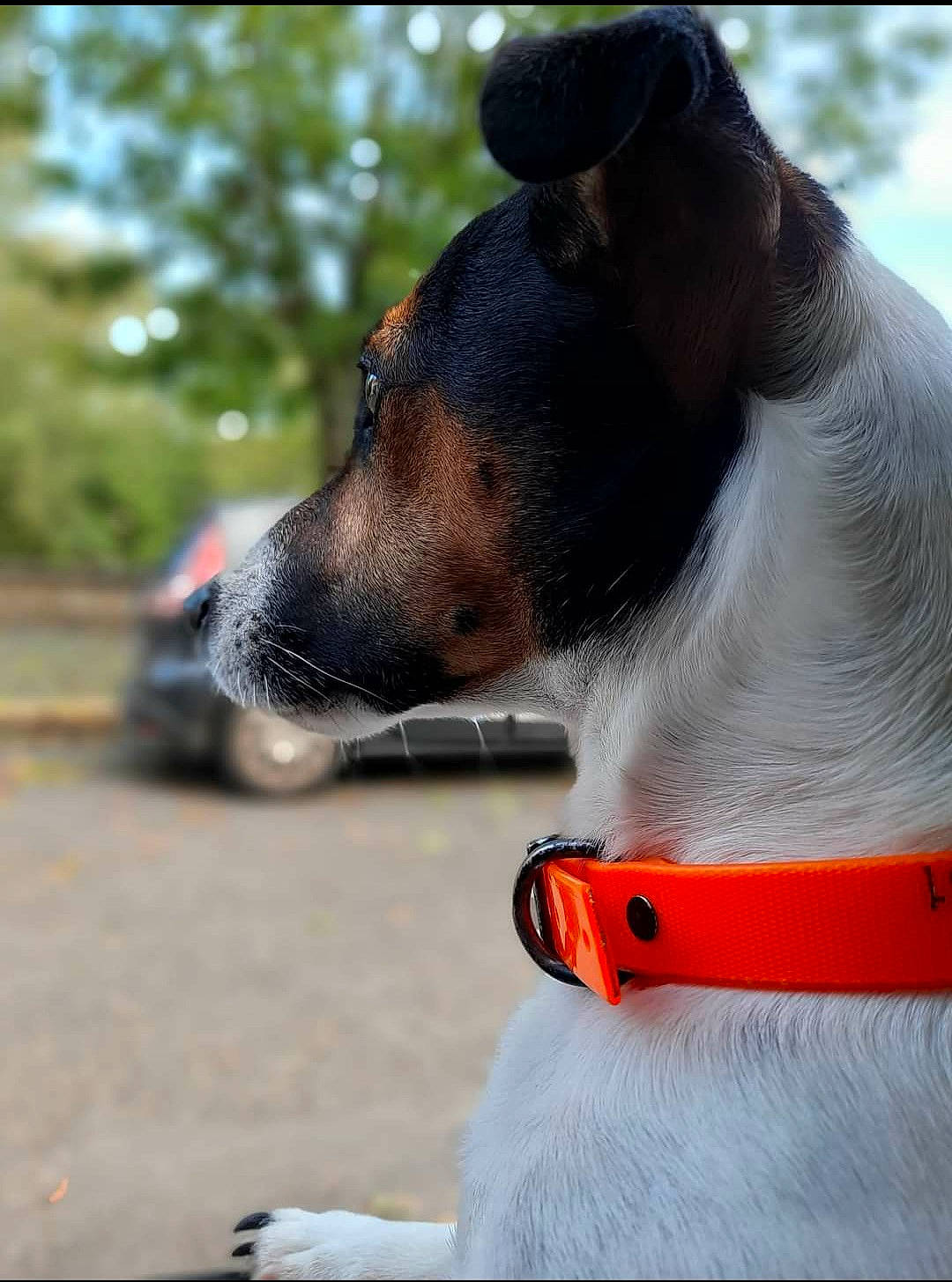 Omer a rejoint le concours — aidez-le/la à gagner de superbes lots ! animal_sports, canidae, carnivore, collar, companion_dog, dog, dog_breed, dog_collar, dog_sports, dog_supply, fashion_accessory, fawn, leash, paw, pet_supply, recreation, sporting_group, whiskers, working_animal, working_dog