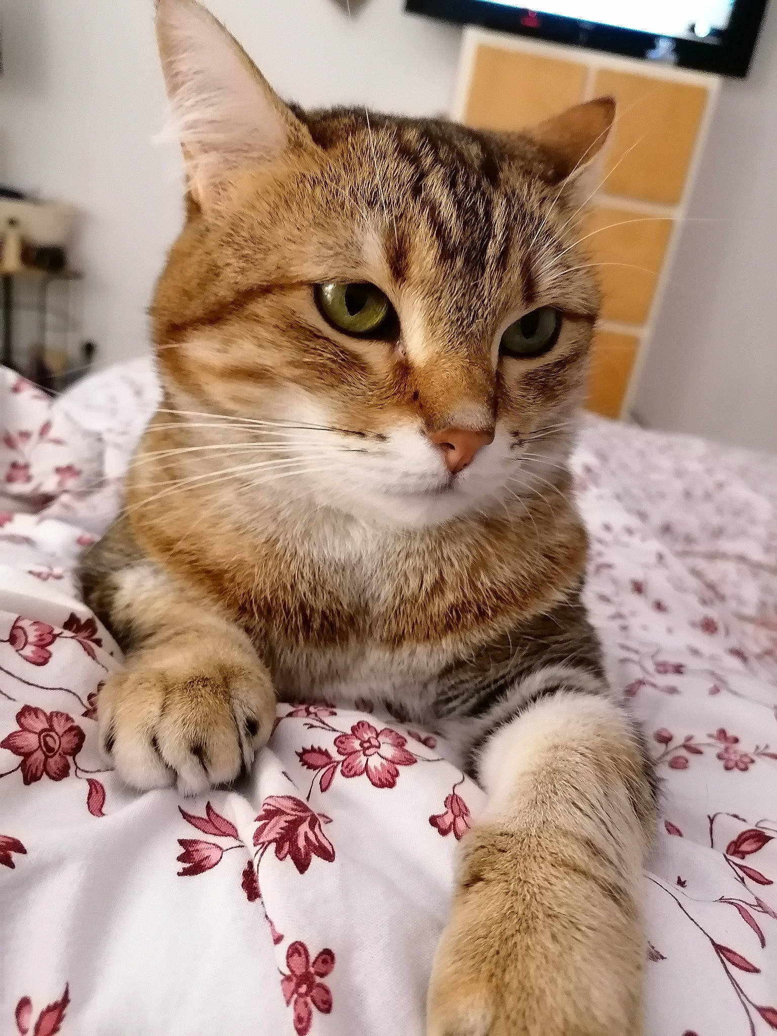Noisette