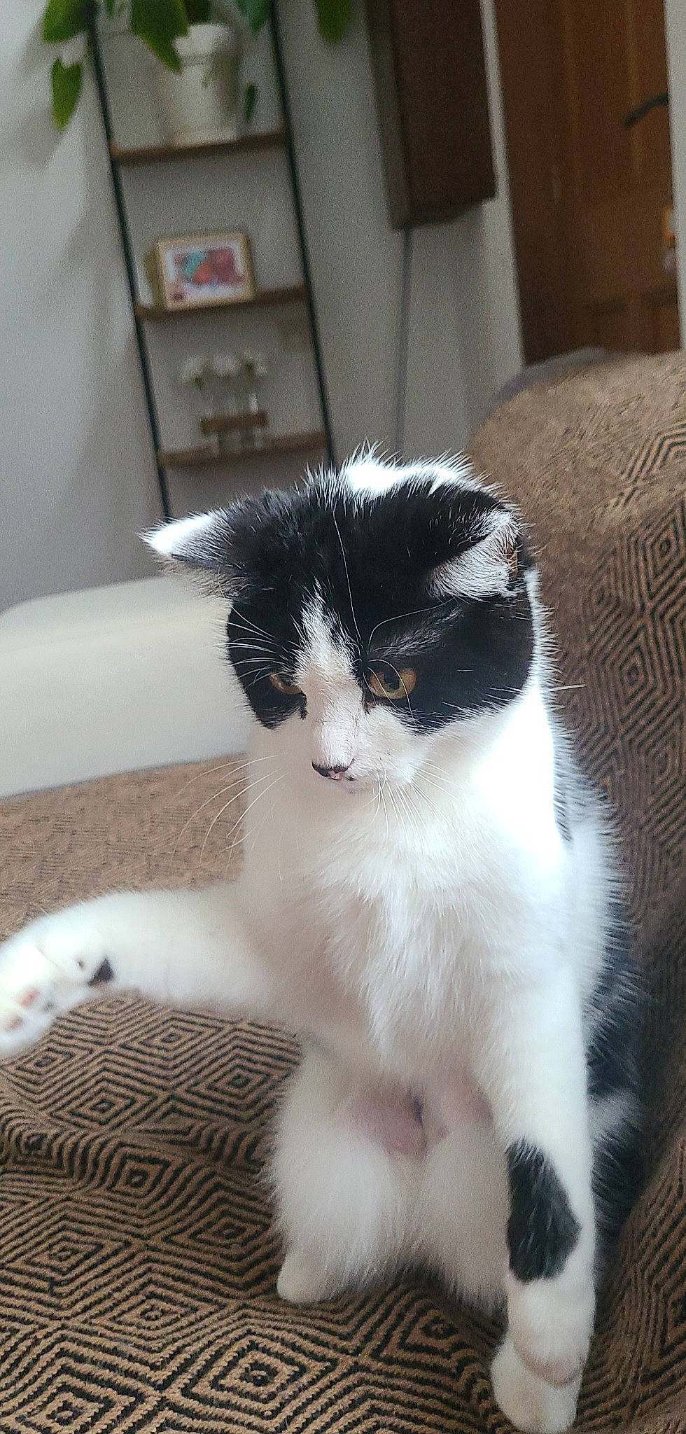 Shannel a rejoint le concours — aidez-le/la à gagner de superbes lots ! carnivore, cat, claw, comfort, domestic_short_haired_cat, felidae, flooring, foot, fur, paw, sitting, small_to_medium_sized_cats, snout, tail, terrestrial_animal, whiskers, window