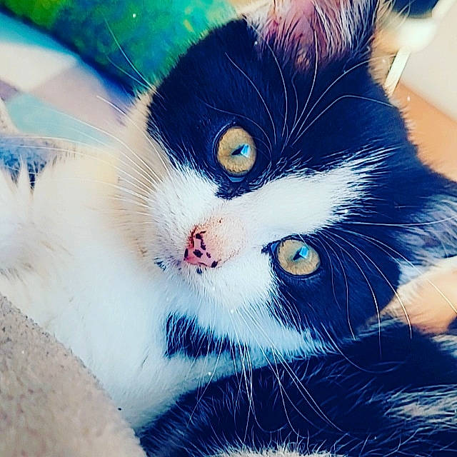 Shannel participe au concours pour gagner de l'argent avec cette photo : art, carnivore, cat, close_up, domestic_short_haired_cat, door, electric_blue, eye, felidae, fur, iris, meteorological_phenomenon, nose, paint, small_to_medium_sized_cats, snout, square, tail, whiskers, window