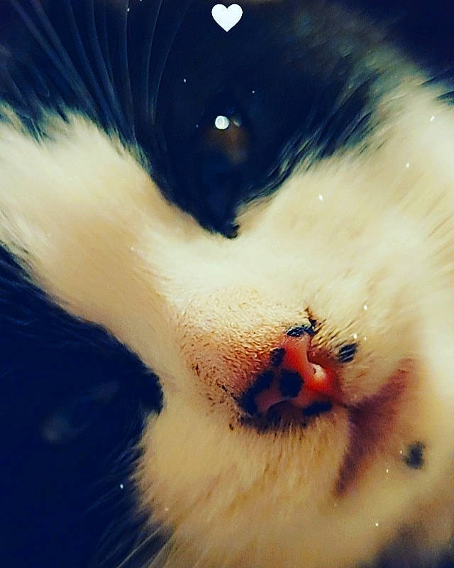 Shannel a rejoint le concours — aidez-le/la à gagner de superbes lots ! art, carnivore, cat, close_up, eyelash, fawn, feather, felidae, fur, happy, iris, jaw, nose, paw, plant, sky, small_to_medium_sized_cats, snout, tail, whiskers