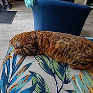 Shadow participe au concours pour gagner de l'argent avec cette photo : animal, blue_chair, cat, cozy, cushion, domestic_cat, furniture, home, indoor, leafy_pattern, nap, orange_brown, pattern, pet, relaxation, resting, sleeping, striped, tabby, wooden_floor
