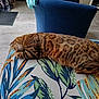 animal, blue_chair, cat, cozy, cushion, domestic_cat, furniture, home, indoor, leafy_pattern, nap, orange_brown, pattern, pet, relaxation, resting, sleeping, striped, tabby, wooden_floor