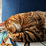 Shadow participe au concours pour gagner de l'argent avec cette photo : animal, close_up, cozy, cushion, domestic_cat, ear, feline, fur, indoor, mammal, patterned_fabric, paw, pet, relaxation, resting, sleeping, soft, striped, tabby_cat, whiskers